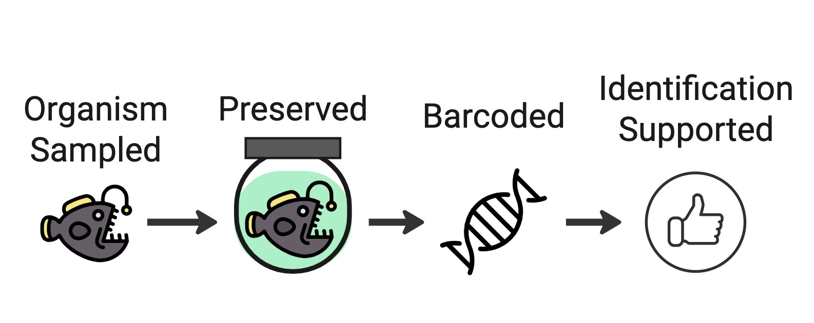 Conceptual model of a barcoding analysis