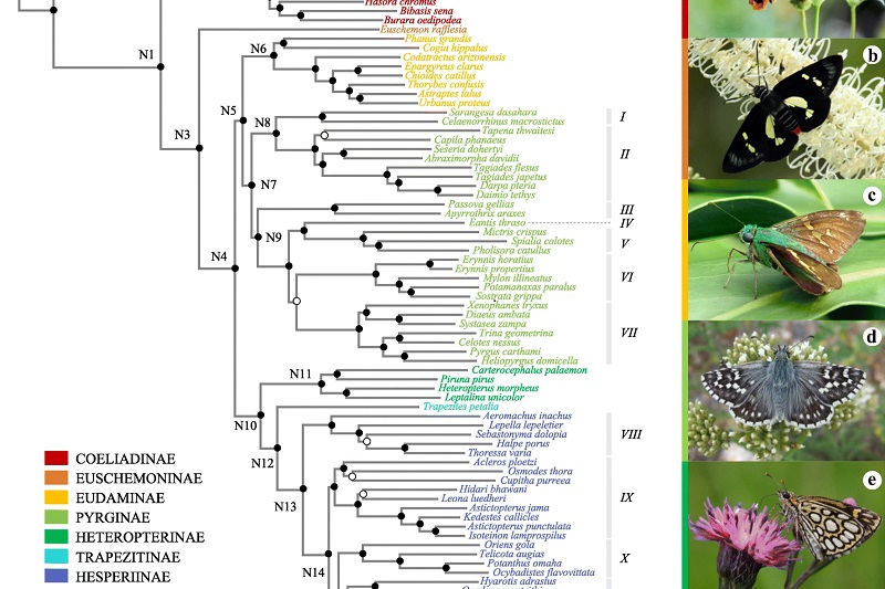 Skipper phylogeny